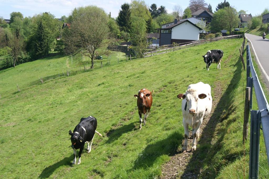 Pension Oberberg photo 4