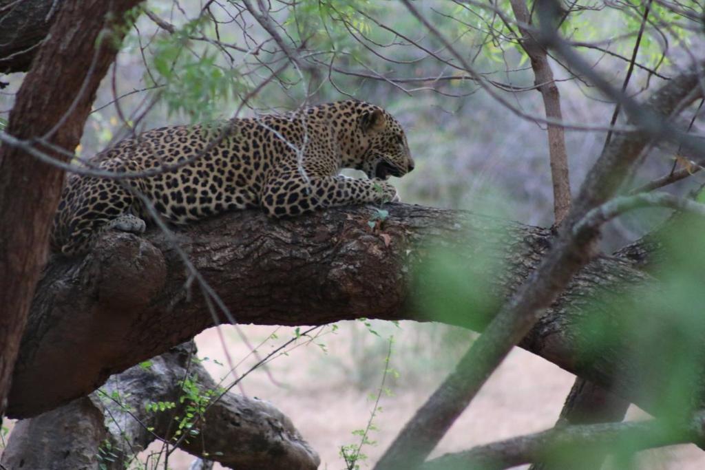 Wadula Safari - Yala photo 3