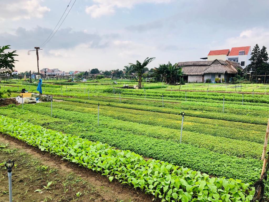 Snow Pearl Homestay Hoi An