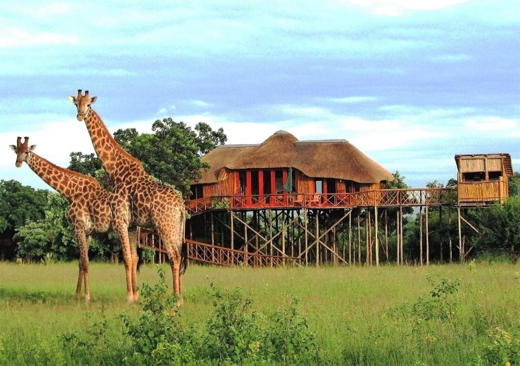 Pezulu Tree House Lodge photo 2