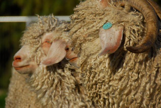 Wine Country Private Working Sheep Farm; Rustic Elegance photo 3