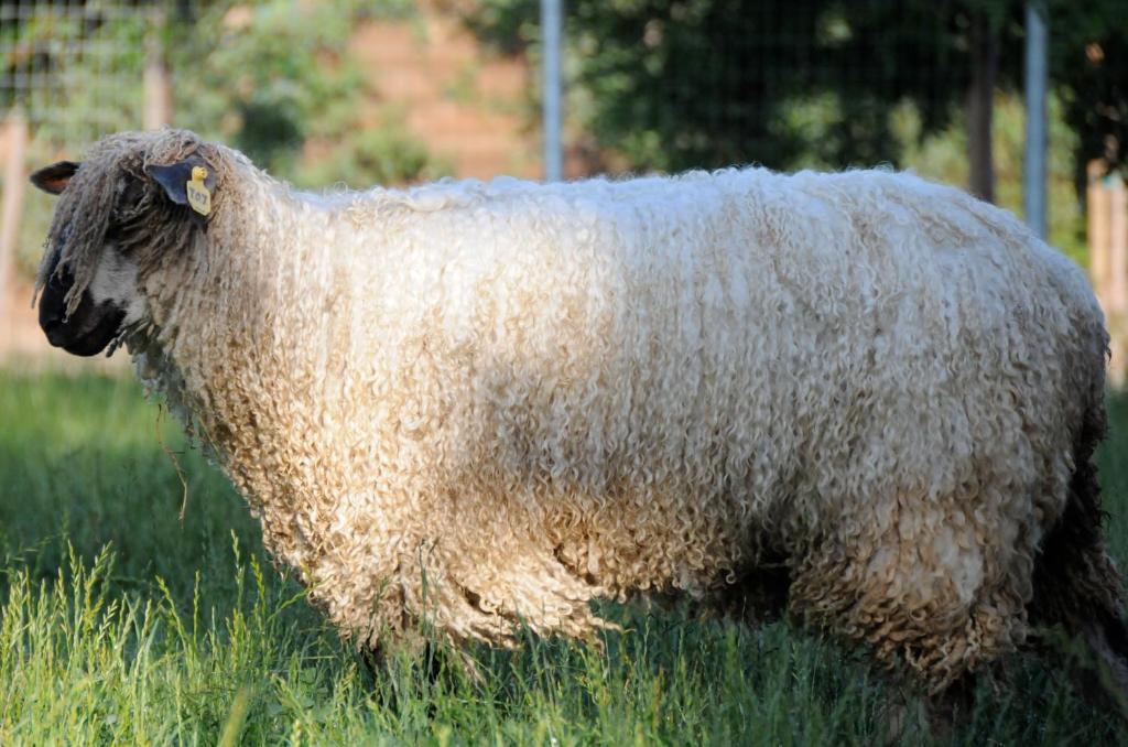 Wine Country Private Working Sheep Farm; Rustic Elegance image