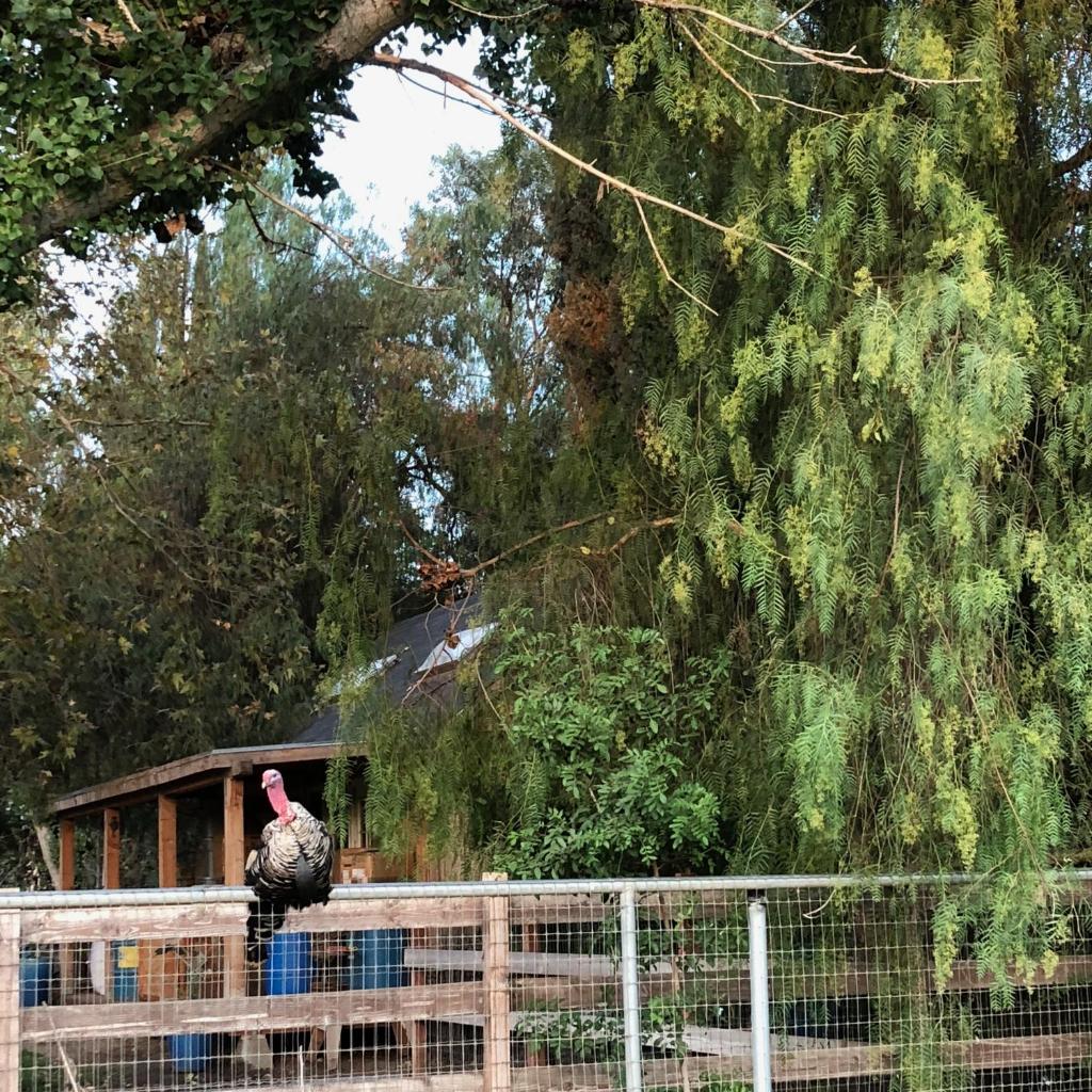 Wine Country Private Working Sheep Farm; Rustic Elegance photo 2