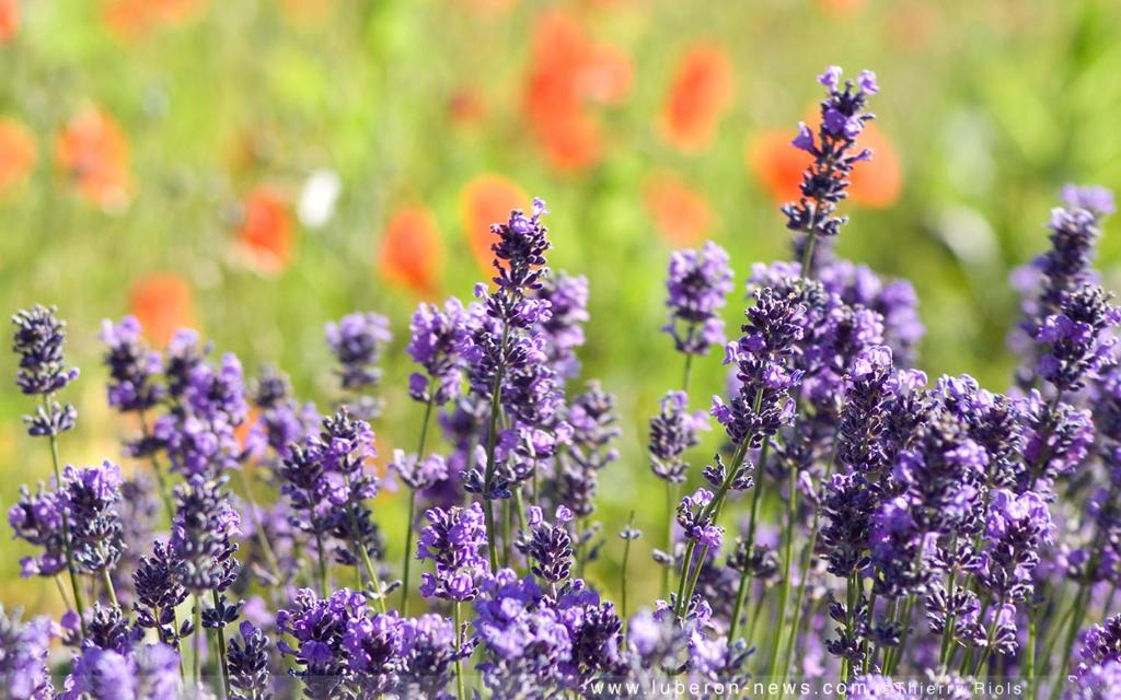 Gites en Provence proche Avignon photo 3