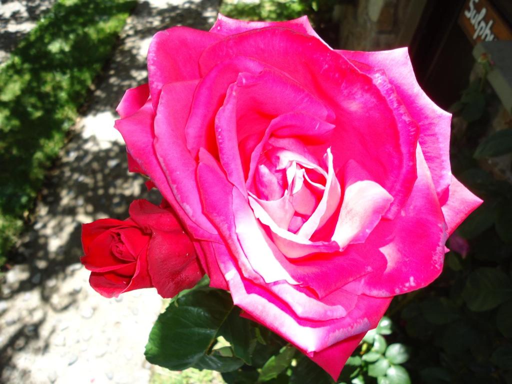 Apart Rose Garden photo 4