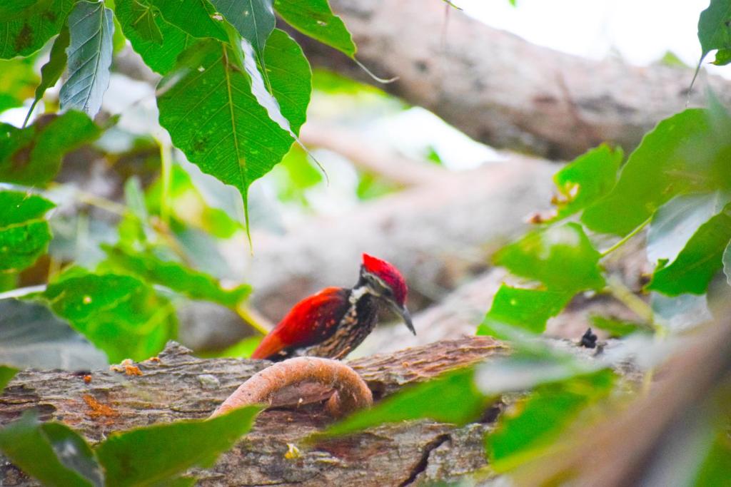 Hotel Birds View photo 4
