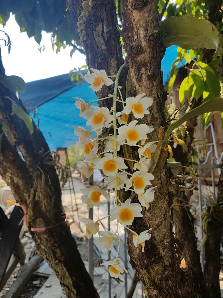 Cat Tien Farmer Lodge