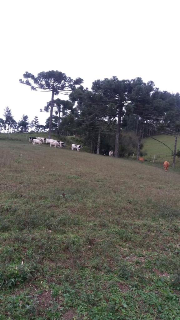 Cantinho do Sossego photo 4