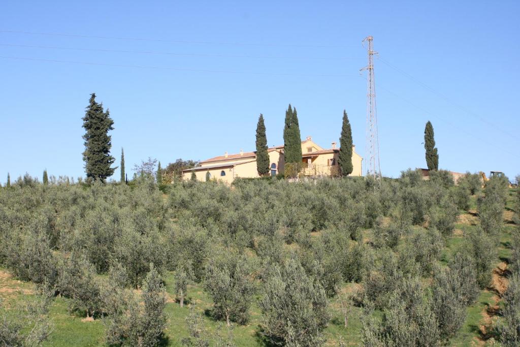 Donzellino photo 2