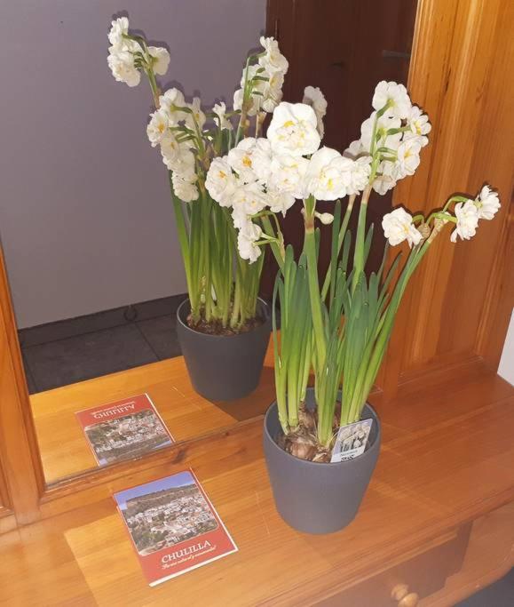 APARTAMENTO LOS NARCISOS photo 4