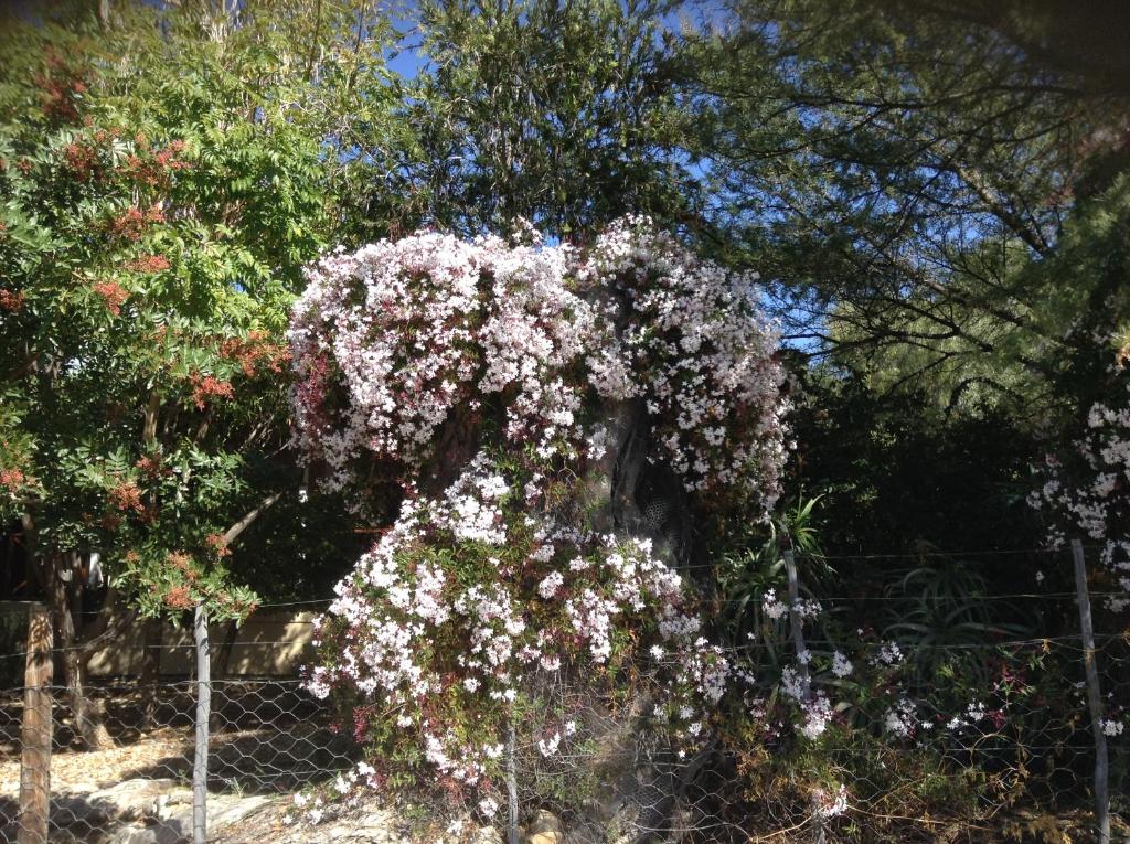 LAVENDERS COTTAGE photo 4