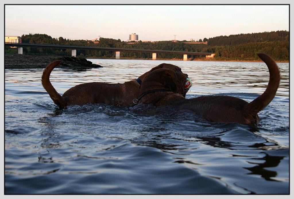 Bungalow direkt am Wasser photo 3