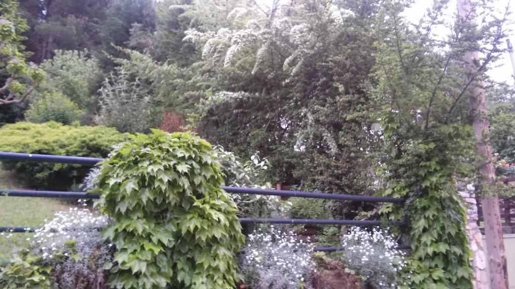 Six Steps From The Forest photo 1