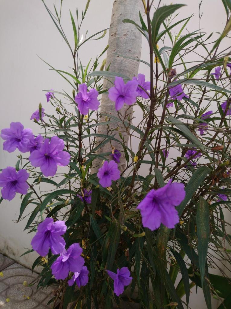 Hung Phuc Mui Ne Hotel