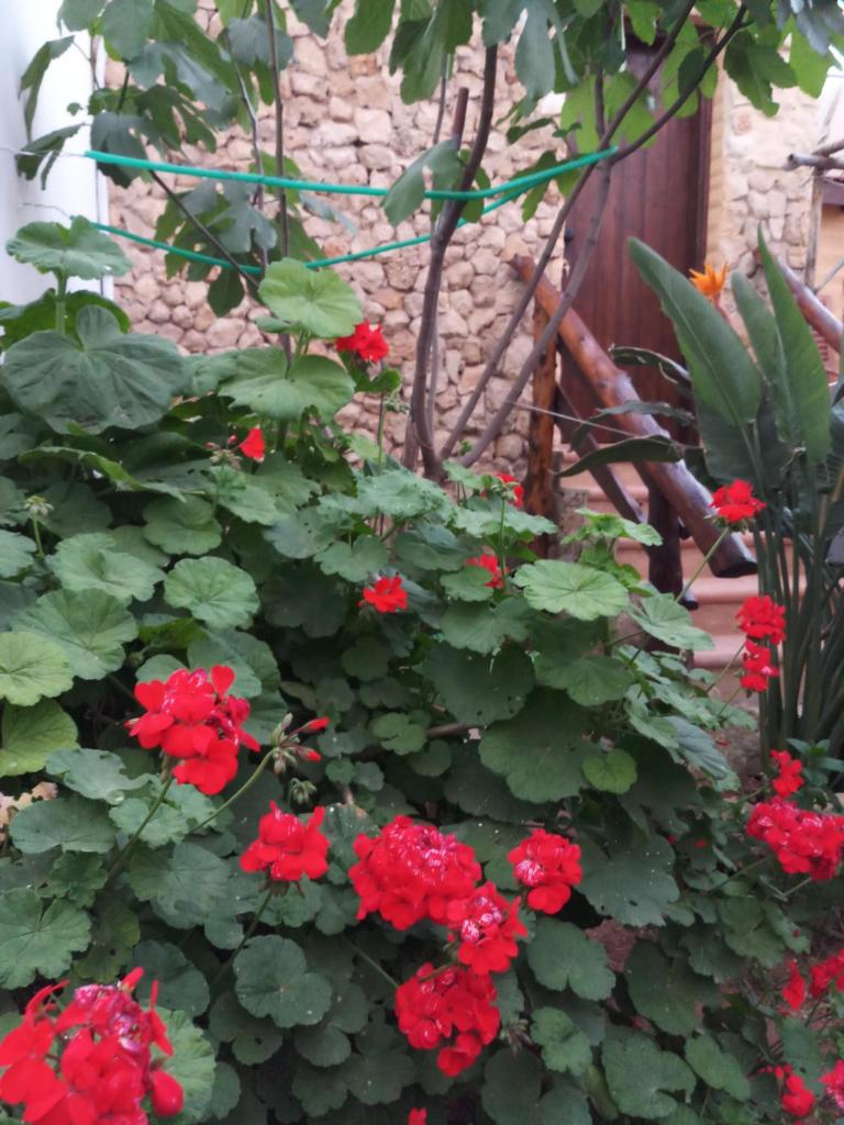 Mystery Garden Guest House photo 4