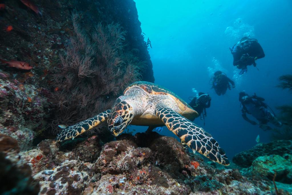 Scuba Inn photo 3