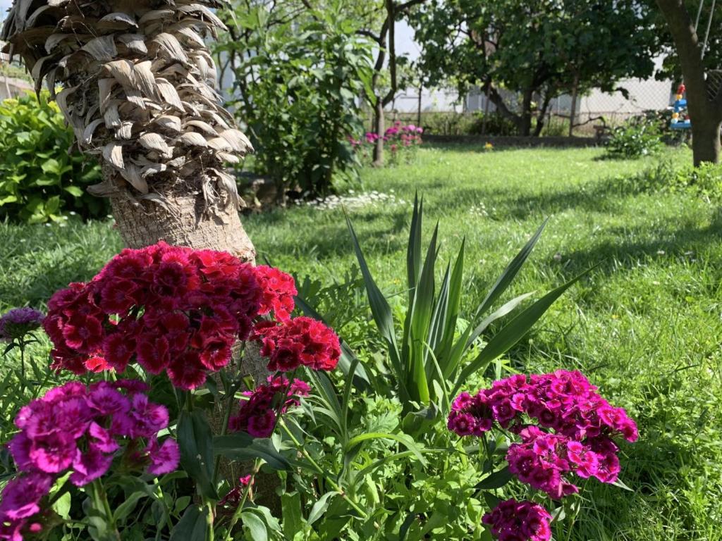 Draskovic's House photo 4