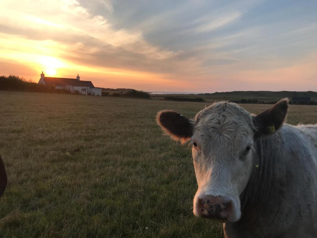 Bayview Cottage, Dunnetbay accommodation - Tap to explore photos