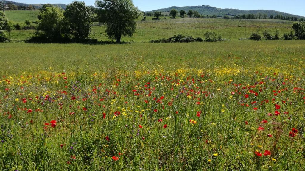 Agriturismo cavallin del papa photo 3