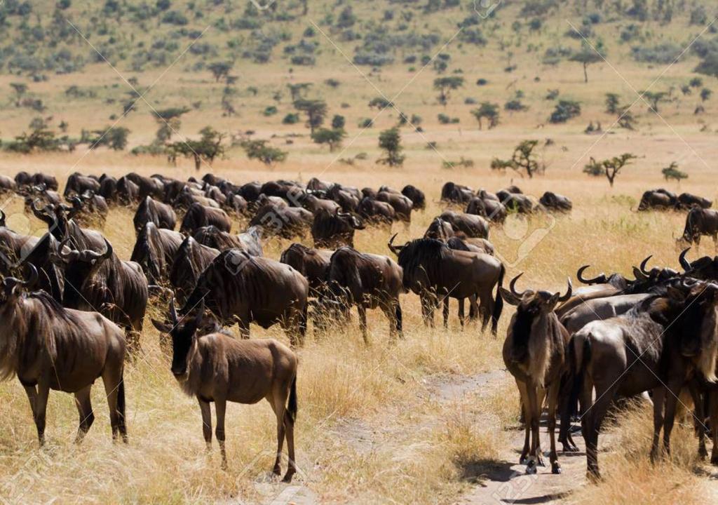 AA Lodge Maasai Mara photo 4