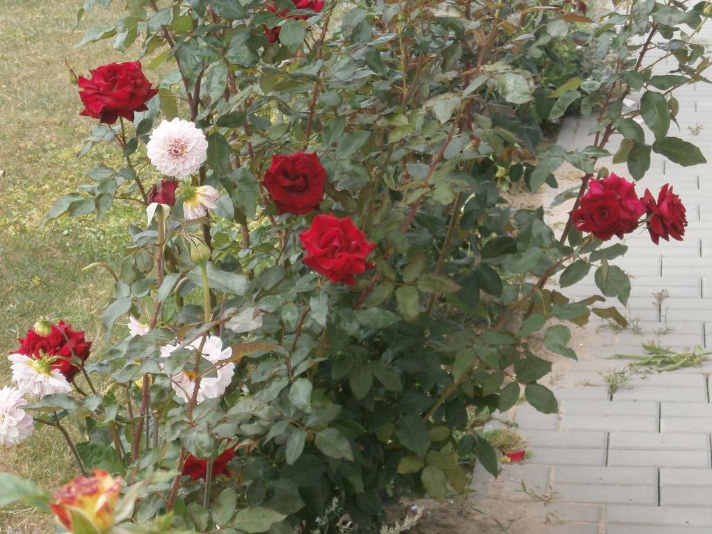 Apartmán GARDEN photo 4
