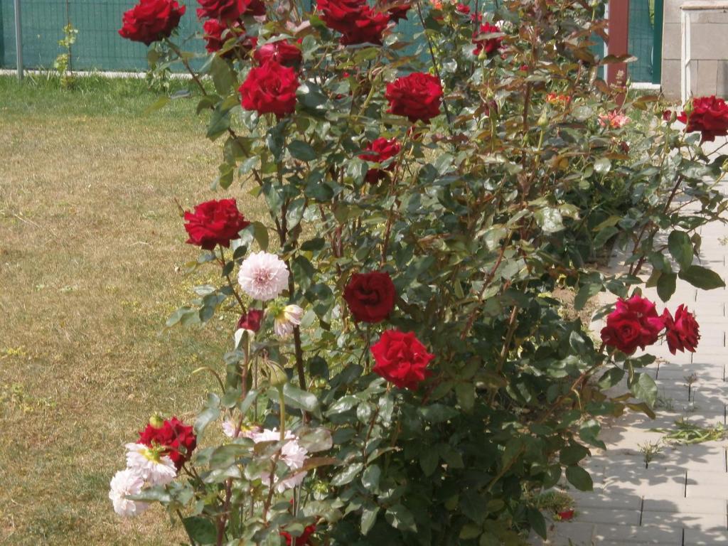 Apartmán GARDEN photo 3