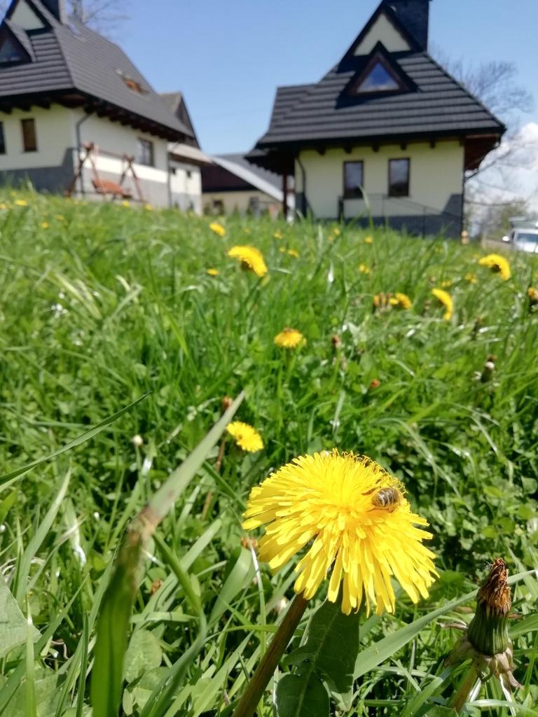 Domki z widokiem na Tatry photo 3