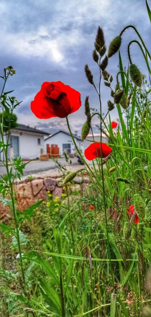 Ferienhaus sonnenWIND am Hainer See photo 2