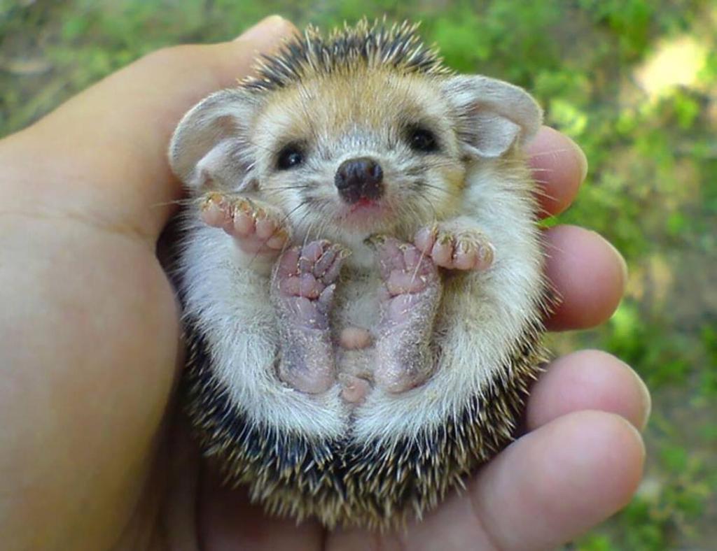 Hedgehog Hollow photo 3