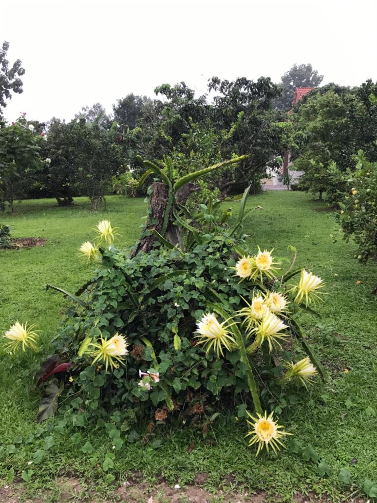 House of Garden photo 3