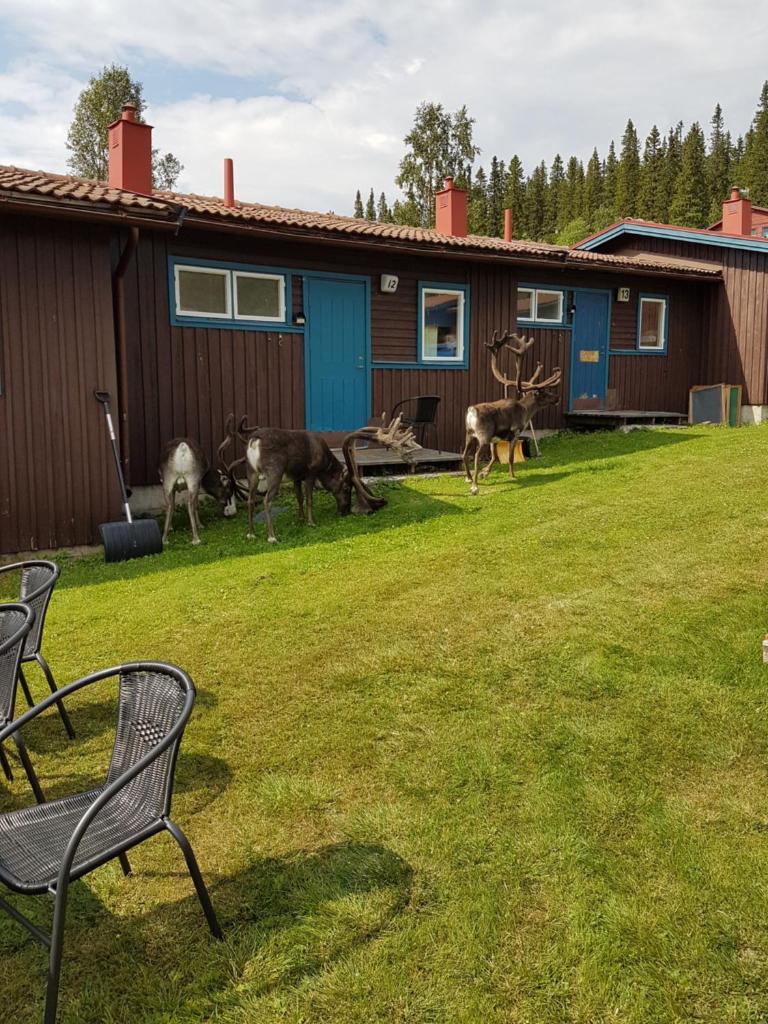Bydalens Fjällby photo 1