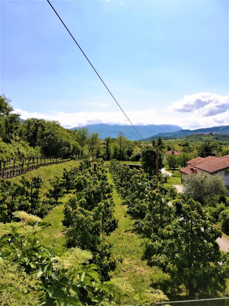 Apartma BAJČI photo 2