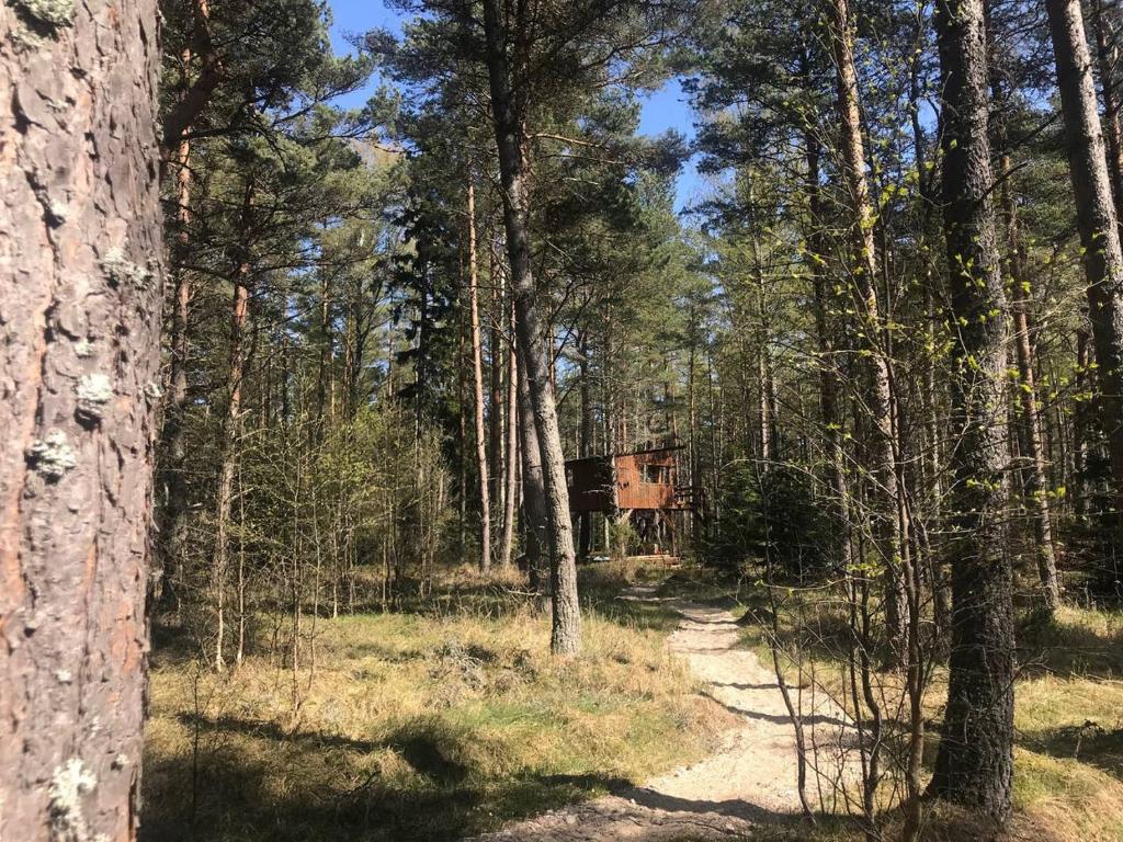 Tahkuna tree-house photo 4