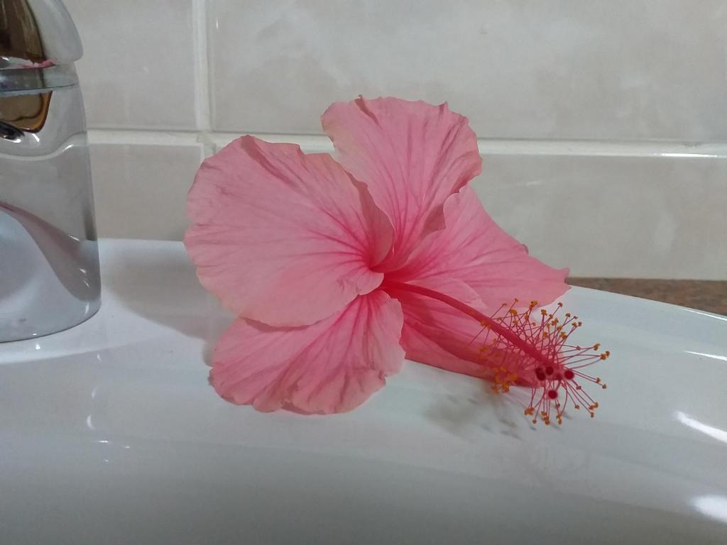 Pension Hibiscus photo 4