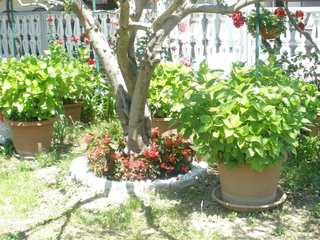 Apartmani i sobe Mara photo 4