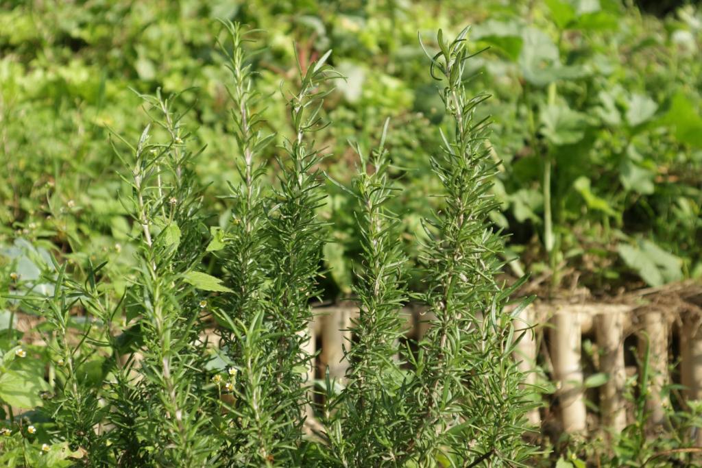 Komori House & Foods