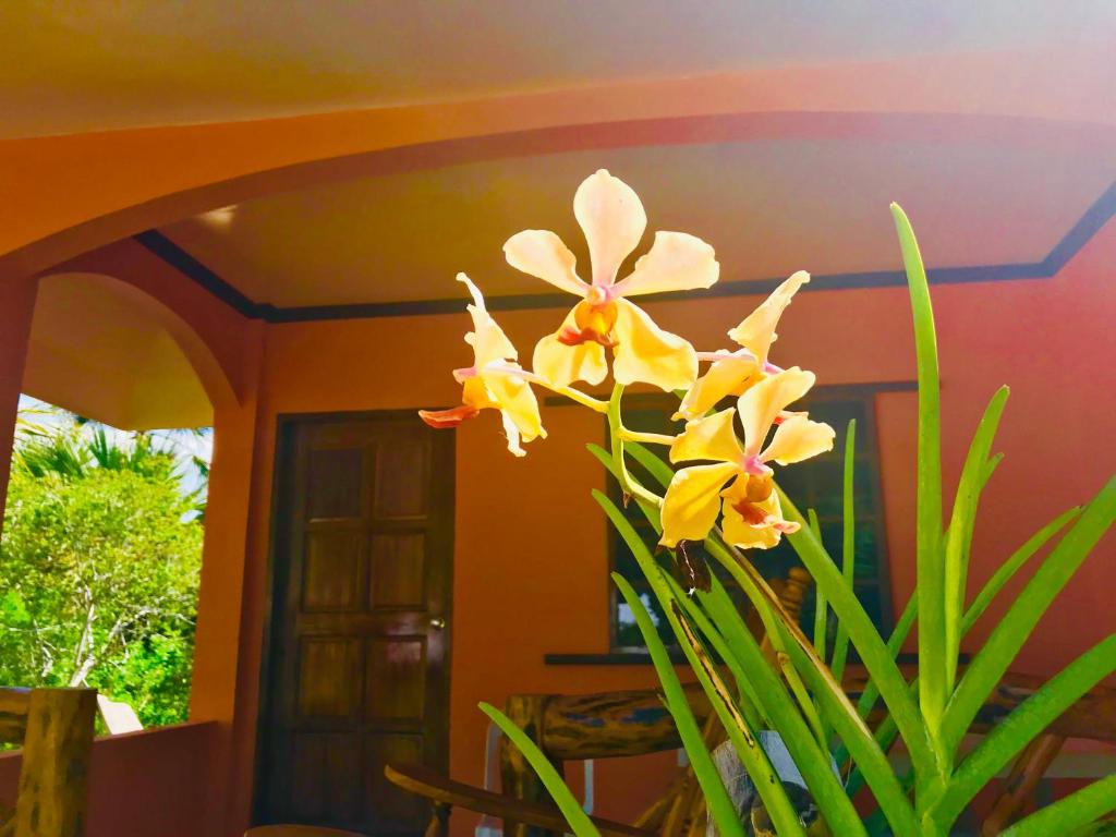 Chekesh Casa photo 4