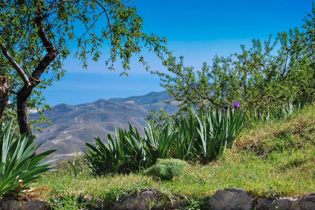 Cortijo Los Maximos photo 1
