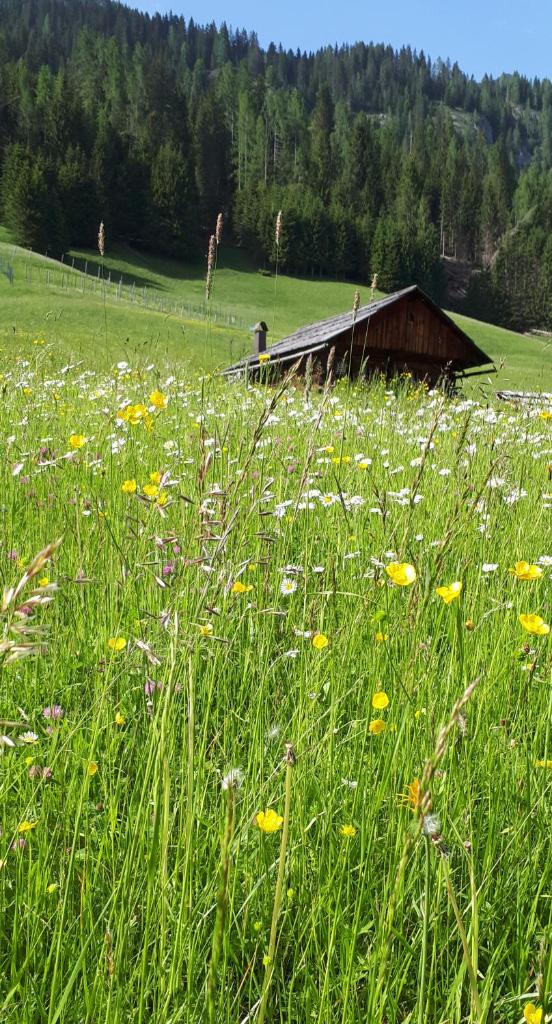 B&B Schlossar Haus photo 2