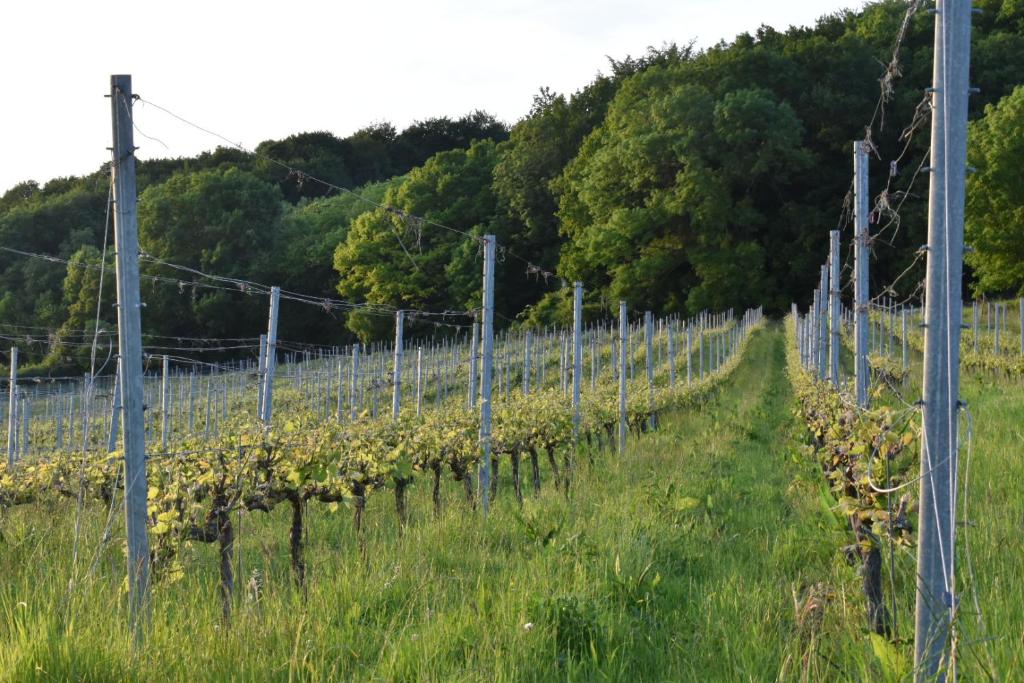 Wijndomein Zwaeneberg photo 3