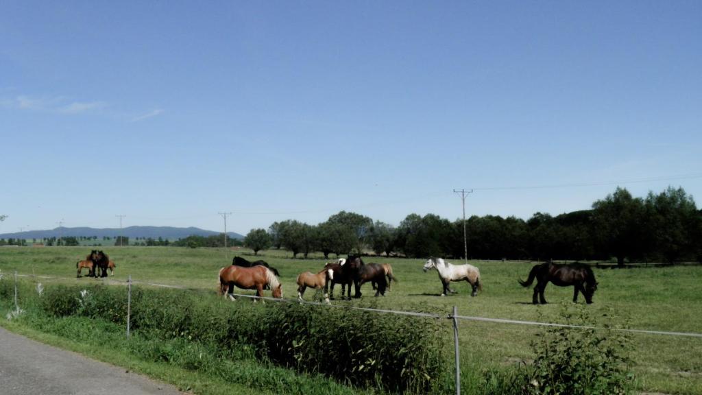 Agroturystyka "Pod złotą rybką" photo 1