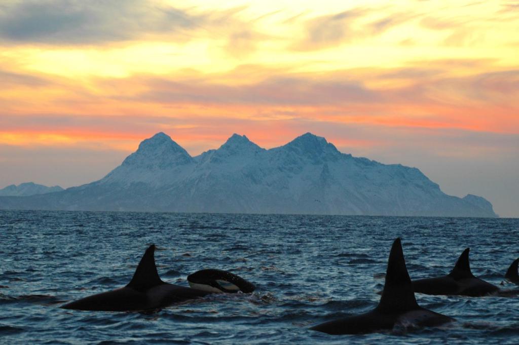 Midnight Sun Lodge Lofoten photo 1