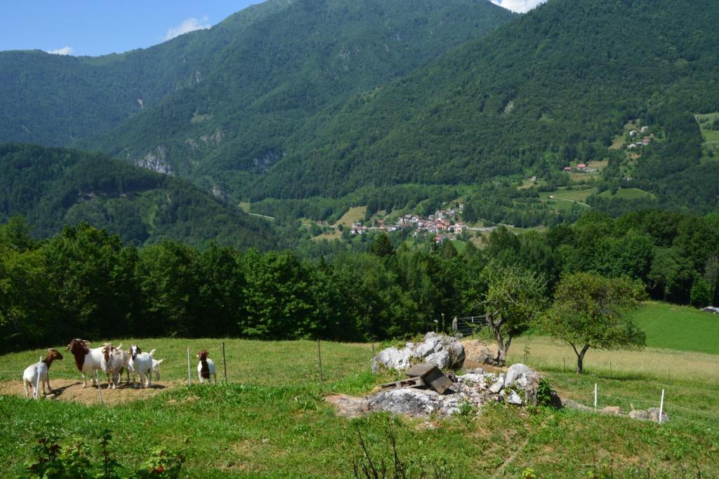 Apartma Zala photo 1