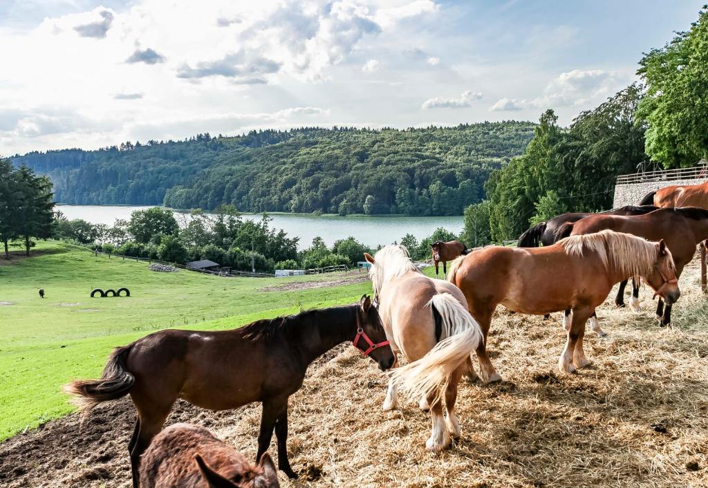 Leśniczówka WIEŻYCA i Domki photo 3