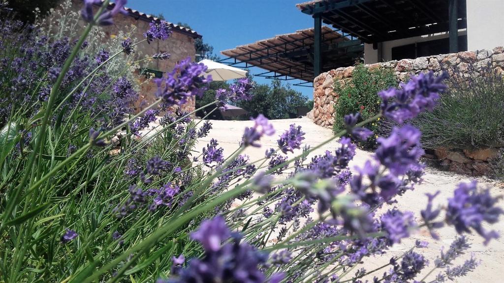 Lavender Hill Hvar Villa - pool, jacuzzi,sauna,BBQ photo 2