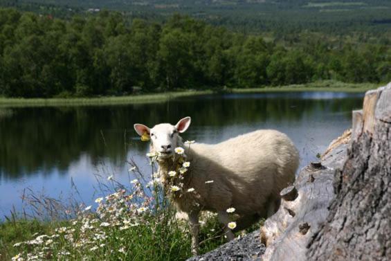 Bergfosshytta photo 1