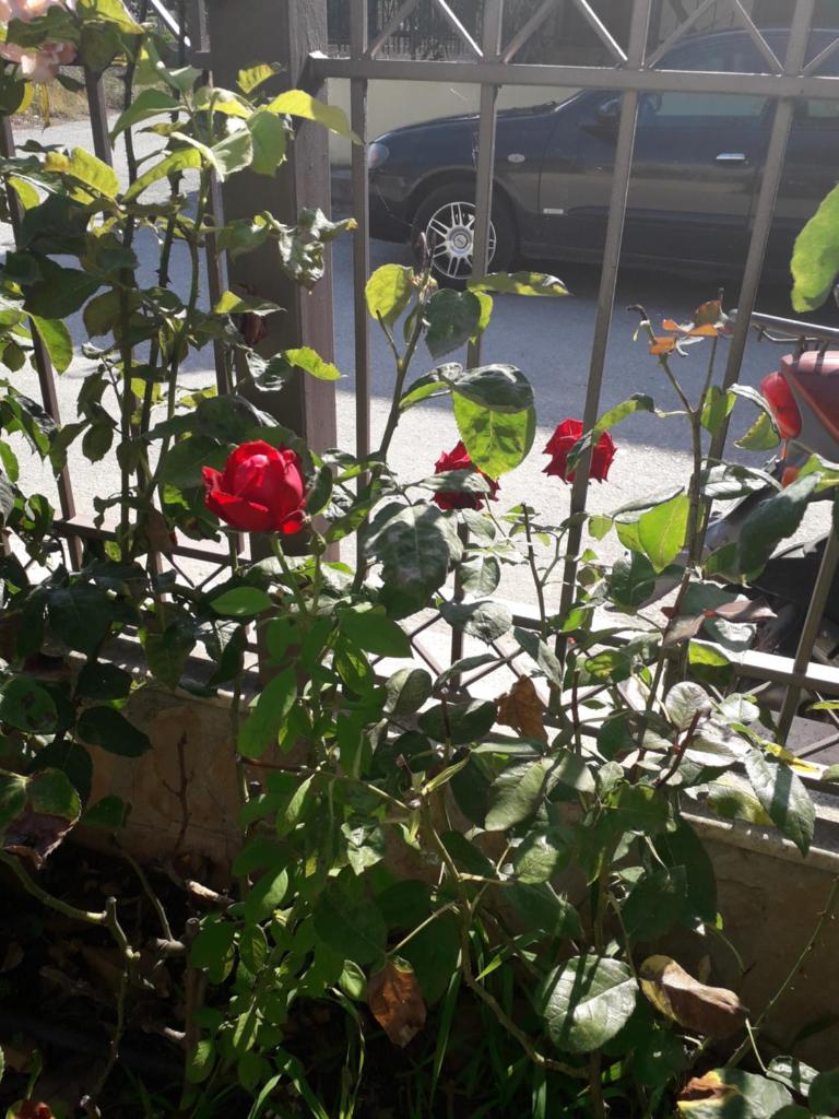 Roses photo 4