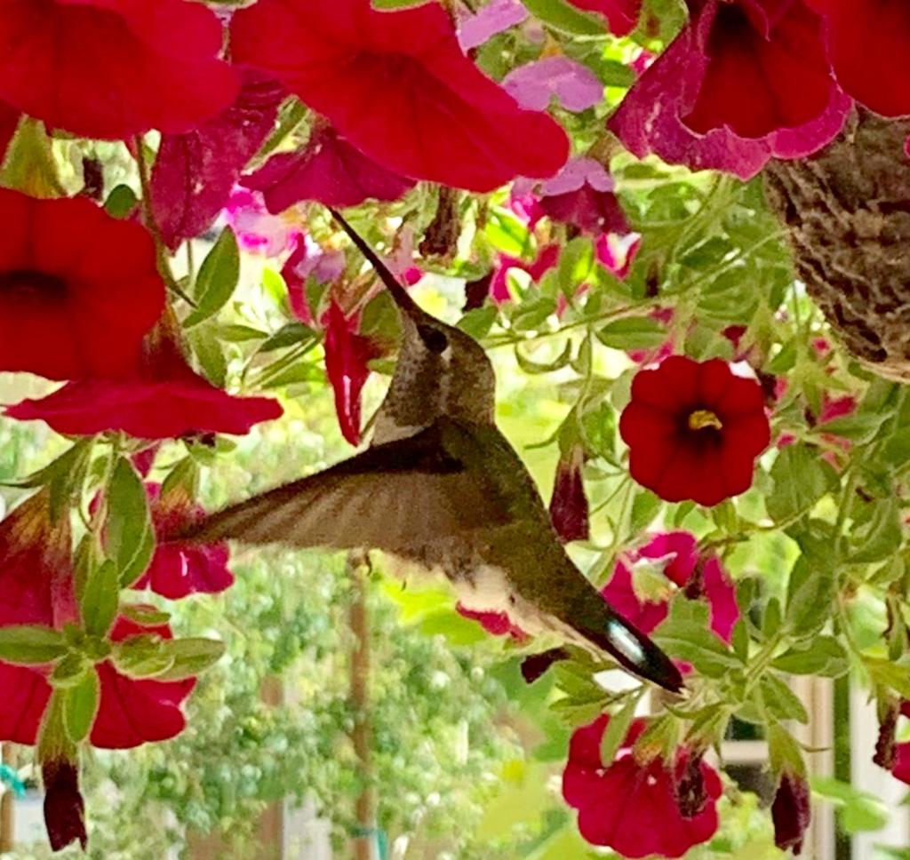 Red Tail Ranch photo 1