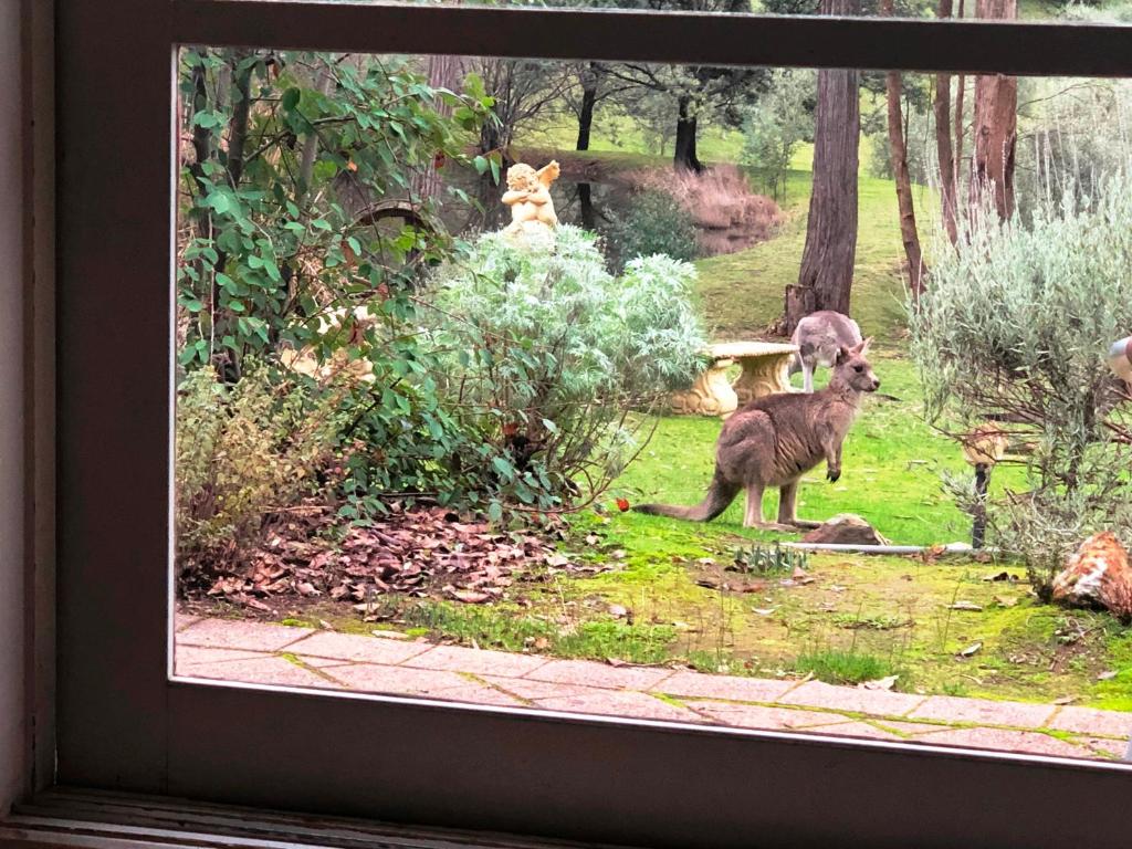 Countryside Retreat romantic tranquil native wildlife township Hepburn - Daylesford photo 4