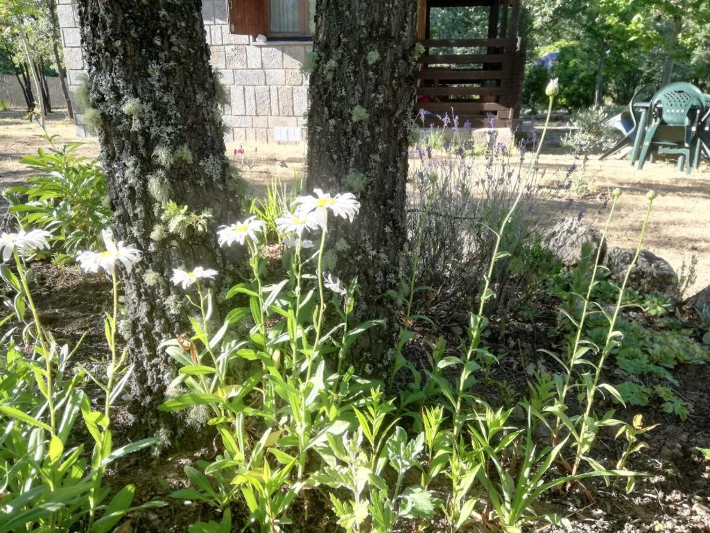 Cabañas Vallecino photo 4